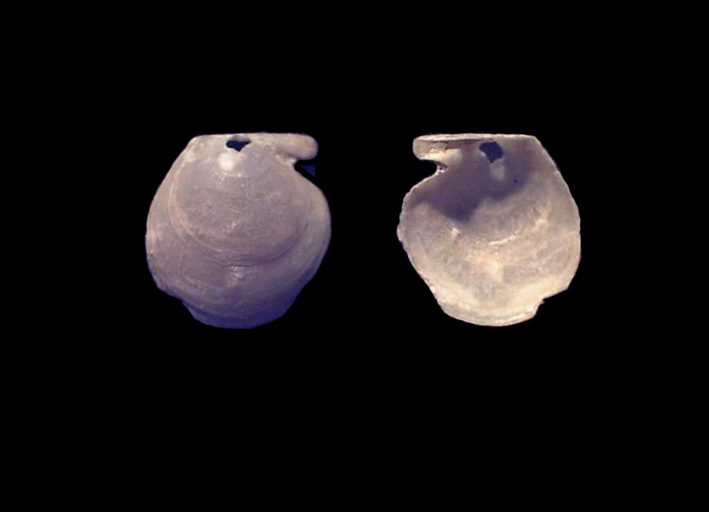 Pectinidae